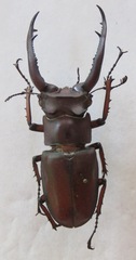 Lucanus angusticornis