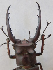 Lucanus angusticornis