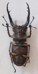 Lucanus angusticornis