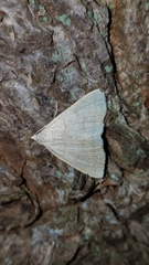 Chytolita morbidalis