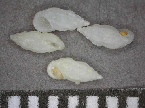 Schwartziella triticea observed 2014-07-20