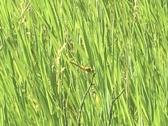 Sympetrum costiferum
