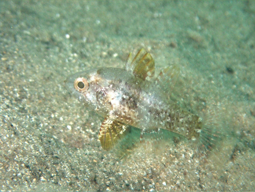 Yamba Cardinalfish