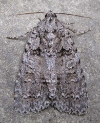 Acronicta modica