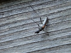 Strangalia acuminata