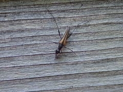 Strangalia acuminata