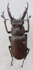 Lucanus angusticornis