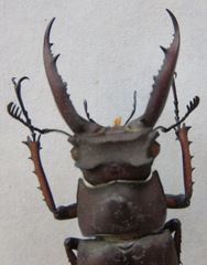 Lucanus angusticornis