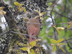 Lepidocolaptes affinis