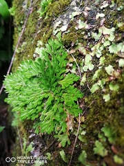 Selaginella pilifera