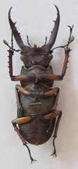 Lucanus angusticornis