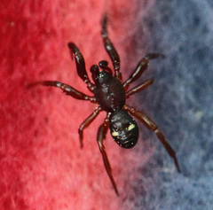 Asagena americana