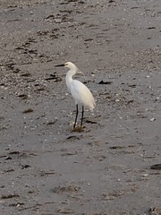 Egretta thula image