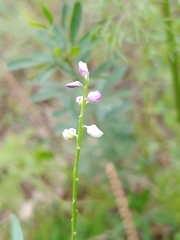 Polygala polygama