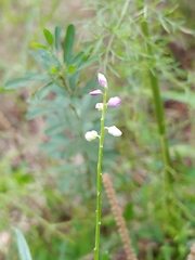 Polygala polygama