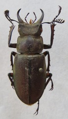 Lucanus satoi