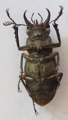 Lucanus satoi