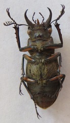 Lucanus satoi
