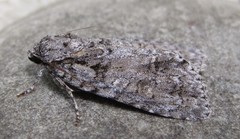 Acronicta modica