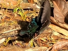 Papilio bianor thrasymedes