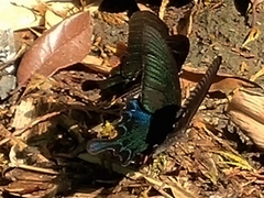 Papilio bianor thrasymedes