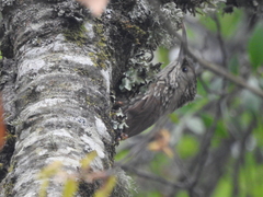 Lepidocolaptes leucogaster