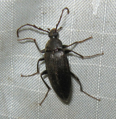 Capnochroa fuliginosa