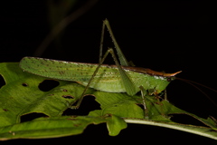 Melanophoxus brunneri