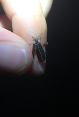Photinus carolinus