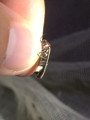 Photinus carolinus