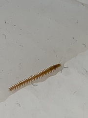 Phyllodocidae