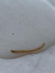 Phyllodocidae