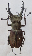 Lucanus tsukamotoi