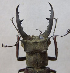 Lucanus tsukamotoi