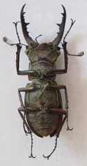 Lucanus tsukamotoi