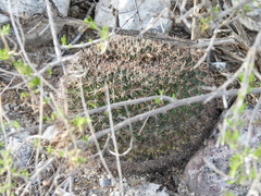 Mammillaria grusonii