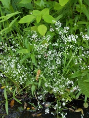 Galium trifidum trifidum