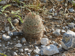 Echinomastus durangensis