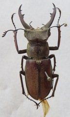 Lucanus tsukamotoi