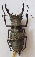Lucanus tsukamotoi