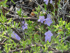 Ruellia parryi
