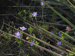 Ruellia parryi