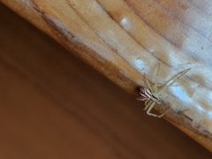 Mecaphesa schlingeri