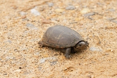 Kinosterninae