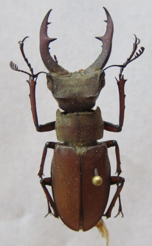 Lucanus tsukamotoi · iNaturalist
