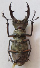 Lucanus