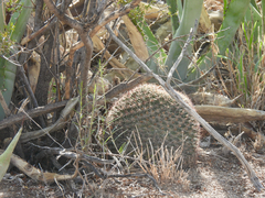 Mammillaria grusonii