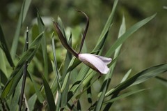 Cleistesiopsis divaricata