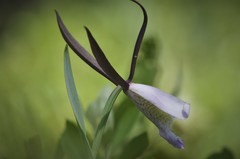 Cleistesiopsis divaricata