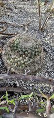Mammillaria grusonii